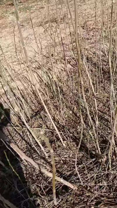 出售臭椿苗，巨峰葡萄苗。药用连翘苗，科研五号优质种苗，2/5年苗，药用连翘树，挂果树，全国包邮到家！财富密码18534302961