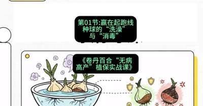 第01节：赢在起跑线&mdash;&mdash;种球的&ldquo;洗澡&rdquo;与&ldquo;消毒&rdquo;，课程：《卷丹百合&ldquo;无病高产&rdquo;植保实战课》#识农AI