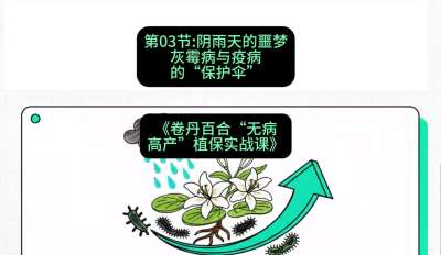第03节：阴雨天的噩梦&mdash;&mdash;灰霉病与疫病的&ldquo;保护伞&rdquo;，课程：《卷丹百合&ldquo;无病高产&rdquo;植保实战课》#识农AI