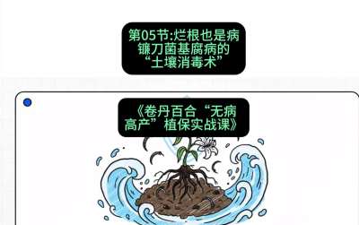 第05节：烂根也是病&mdash;&mdash;镰刀菌基腐病的&ldquo;土壤消毒术&rdquo; ，课程：《卷丹百合&ldquo;无病高产&rdquo;植保实战课》#识农AI