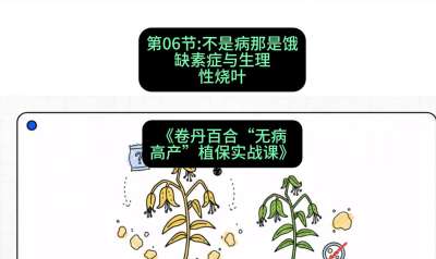 第06节：不是病那是饿&mdash;&mdash;缺素症与生理性烧叶 ，课程：《卷丹百合&ldquo;无病高产&rdquo;植保实战课》#识农AI