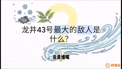 第04节：龙井双璧&mdash;&mdash;龙井43与群体种的差异化护养（重点），课程：《茗茶卫士&mdash;&mdash;茶叶病虫害绿色防控实战课》#识农AI