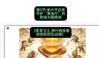 第05节：朱叶齐白茶&mdash;&mdash;守护&ldquo;黄金叶&rdquo;的颜值与蜡质层（重点），课程：《茗茶卫士&mdash;&mdash;茶叶病虫害绿色防控实战课》#识农AI