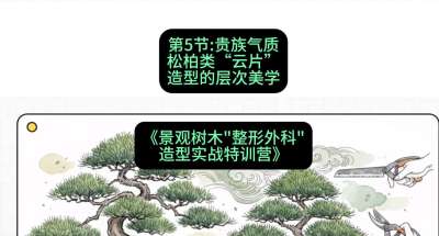 第05节：贵族气质&mdash;&mdash;松柏类&ldquo;云片&rdquo;造型的层次美学，课程：《景观树木&ldquo;整形外科&rdquo;造型实战特训营》#识农AI