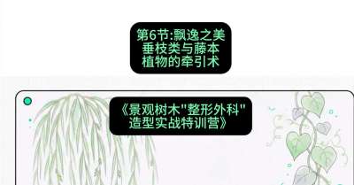 第06节：飘逸之美&mdash;&mdash;垂枝类与藤本植物的牵引术，课程：《景观树木&ldquo;整形外科&rdquo;造型实战特训营》#识农AI