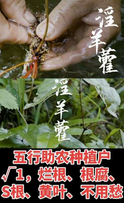 177，1907，0725，V 同号
1  老乡们！种淫羊藿不用乱买肥，咱这款专用肥，针对淫羊藿习性配的，壮苗防烂根，采收多卖钱，用过都回头！
2  咱种淫羊藿图的就是省心高产！专用肥薄肥勤施，苗不烧