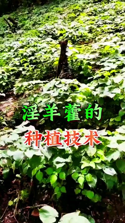 揭秘&ldquo;仙草&rdquo;淫羊藿的种植密码！耐严寒耐贫瘠，林下套种不占耕地，管理简单还能套种其他作物，一亩地的投入两亩地的收益～ 想返乡创业的赶紧码住！ #淫羊藿种植技术 #返乡创业项目 #药材种植指南 #农业新风