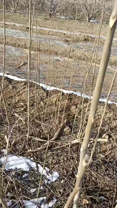 臭椿苗，一年苗，需要联系我，全国包邮到家。18534302961