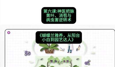 第六节：神医把脉：黄叶、消苞与病虫害逆转术，课程：《蝴蝶兰雅养六讲：从阳台小白到园艺达人》#识农AI