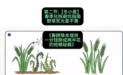 第二节：【冬小麦】春季化除避坑指南，野草死光麦不黄