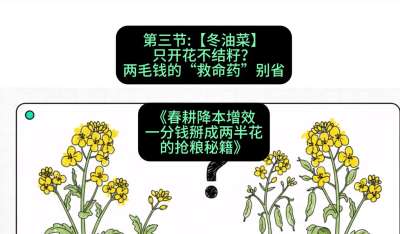 第三节：【冬油菜】只开花不结籽？两毛钱的&ldquo;救命药&rdquo;别省