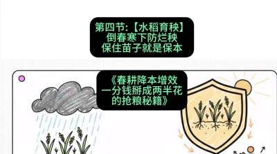 第四节：【水稻育秧】倒春寒下防烂秧，保住苗子就是保本