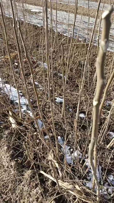 出售臭椿苗，巨峰葡萄苗。药用连翘苗，科研五号优质种苗，2/5年苗，药用连翘树，挂果树，全国包邮到家！财富密码18534302961