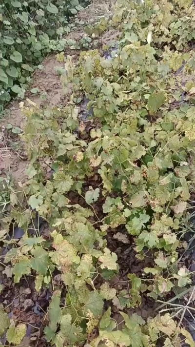 出售巨峰葡萄苗。药用连翘苗，科研五号优质种苗，2/5年苗，药用连翘树，挂果树，全国包邮到家！财富密码18534302961