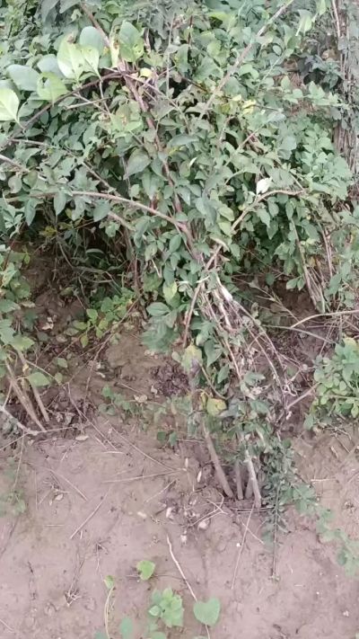 出售药用连翘苗，科研五号优质种苗，2/5年苗，药用连翘树，挂果树，全国包邮到家！财富密码18534302961