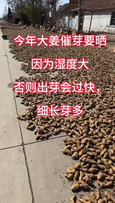 今年大姜催芽要晒种！