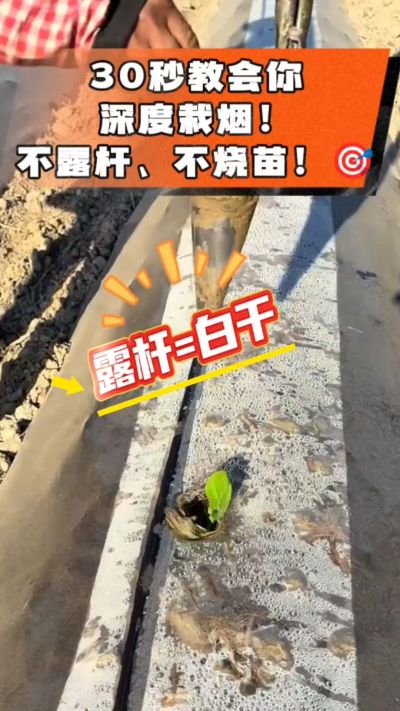 这个栽法太关键了！深栽是烤烟成活的根本，亲测有效！