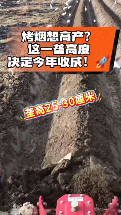 想让烤烟高产，就得从细节抓起。分享一点实打实的干货，只为帮大家少走弯路，种出好烟叶！🌱👍