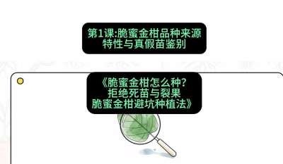 第1节：脆蜜金柑品种来源、特性与真假苗鉴别，课程：《脆蜜金柑怎么种？拒绝死苗与裂果，脆蜜金柑8步避坑种植法》#识农AI