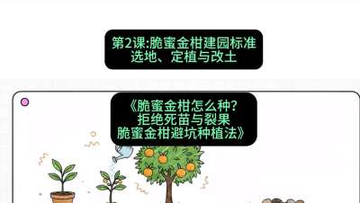 第2节：脆蜜金柑建园标准：选地、定植与改土，课程：《脆蜜金柑怎么种？拒绝死苗与裂果，脆蜜金柑8步避坑种植法》#识农AI