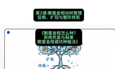 第3节：脆蜜金柑幼树管理：促根、扩冠与整形修剪，课程：《脆蜜金柑怎么种？拒绝死苗与裂果，脆蜜金柑8步避坑种植法》#识农AI