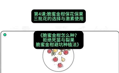 第4节：脆蜜金柑保花保果：三批花的选择与激素使用，课程：《脆蜜金柑怎么种？拒绝死苗与裂果，脆蜜金柑8步避坑种植法》#识农AI