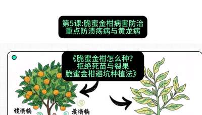 第5节：脆蜜金柑病害防治：重点防溃疡病与黄龙病，课程：《脆蜜金柑怎么种？拒绝死苗与裂果，脆蜜金柑8步避坑种植法》#识农AI