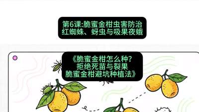 第6节：脆蜜金柑虫害防治：红蜘蛛、蚜虫与吸果夜蛾，课程：《脆蜜金柑怎么种？拒绝死苗与裂果，脆蜜金柑8步避坑种植法》#识农AI