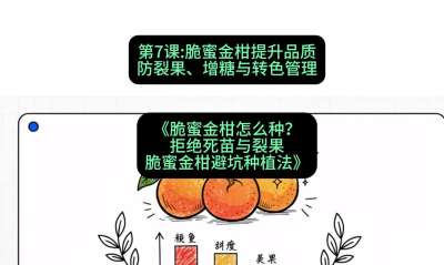 第7节：脆蜜金柑提升品质：防裂果、增糖与转色管理，课程：《脆蜜金柑怎么种？拒绝死苗与裂果，脆蜜金柑8步避坑种植法》#识农AI