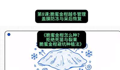 第8节：脆蜜金柑越冬管理：盖膜防冻与采后恢复，课程：《脆蜜金柑怎么种？拒绝死苗与裂果，脆蜜金柑8步避坑种植法》#识农AI