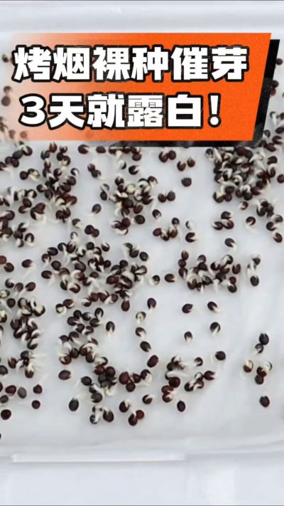 烤烟裸种催芽小技巧，清水浸泡、保温保湿，3天就能露白，出苗快又齐！烟农朋友收藏备用～