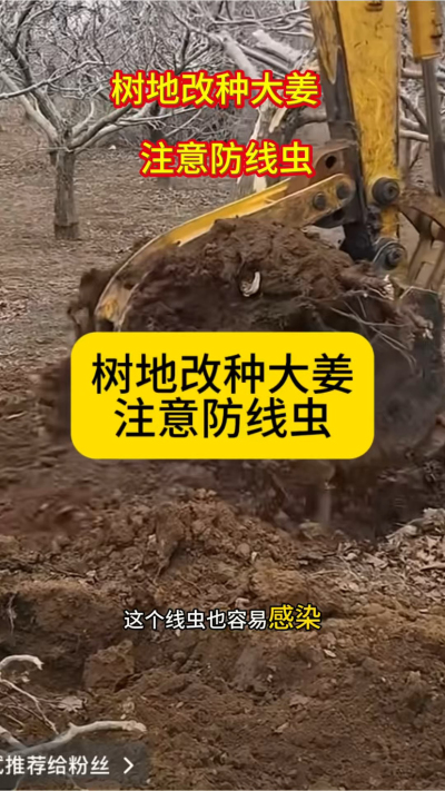 树地改种大姜，注意防线虫！