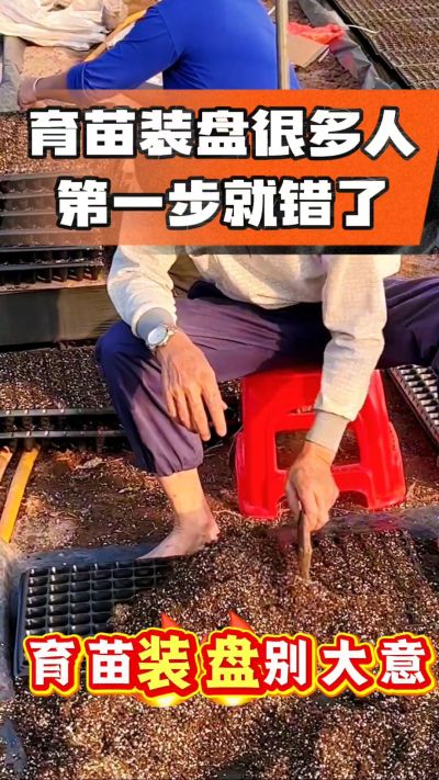 烤烟育苗基质装盘，一步做对，出苗整齐又壮苗！装盘技巧记牢，少走弯路，育苗更省心