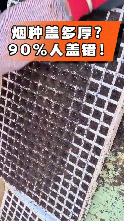 烟种盖多厚？90%烟农都盖错！薄盖才出苗齐、不闷种，烤烟育苗关键一步，照着做就对了