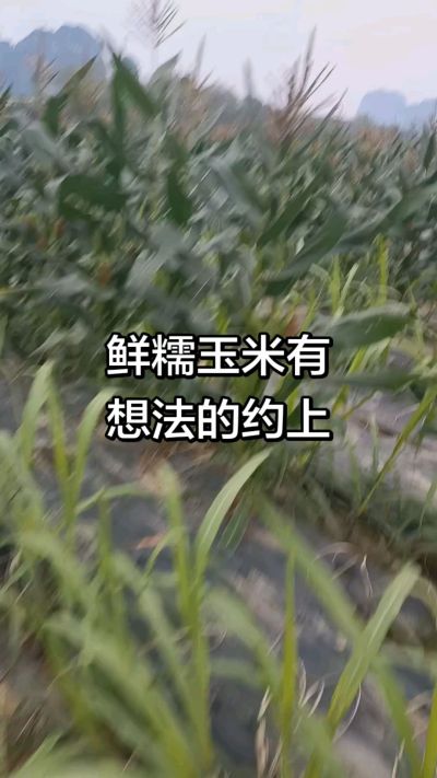 农户种植的白糯玉米大量上市，助农帮农在行动
