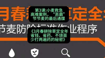 第3节：小麦救急高难案例，&ldquo;恶霸&rdquo;节节麦的最后通牒，课程：《3月春耕除草定全年：省钱、省药、不烧苗、少打两遍药的秘密》