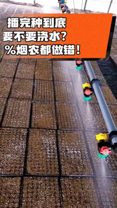 烤烟播完种一定要浇透底水，喷雾慢浇、别大水冲，盘底漏水才算到位，出苗又齐又壮！#烤烟育苗 #烤烟种植 #烟农干货 #育苗技术