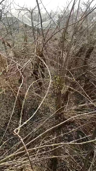 出售药用连翘苗，科研五号优质种苗，2/5年苗，药用连翘树，挂果树，全国包邮到家！财富密码18534302961