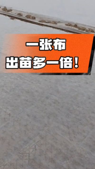 烤烟育苗盖无纺布，保温保湿出苗齐，不烂种、出苗快，烟农必备小技巧！