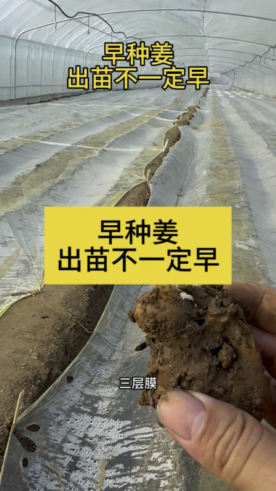 早种姜，出苗不一定早！