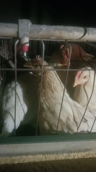 这鸡群在怪叫，怪叫的原因是痰化黏着，形成的比呼噜更重的一种呼吸道。其病因为肺中有热，热灼而痰黏，从而引起的怪叫。