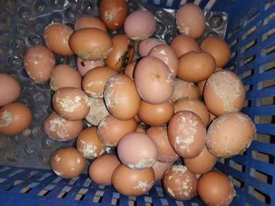 蛋禽出现肠炎拉稀，粪蛋偏多的原因