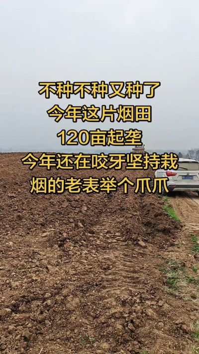 不种不种又种啦，还在咬牙坚持栽烟的老表集合啦！