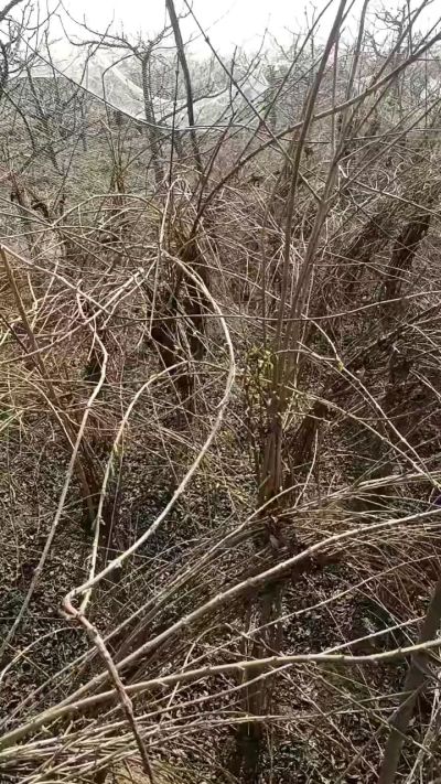 药用连翘苗，科研种苗定制树。挂果树。需要联系18534302961