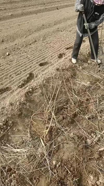 臭椿苗，一年籽播苗，地径0.5/1公分以上。需要联系18534302961