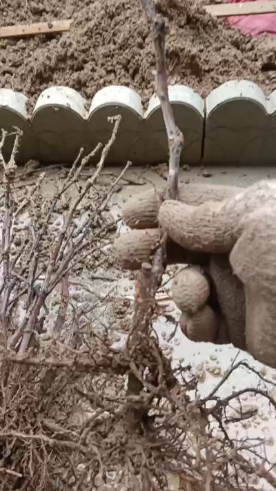 巨峰葡萄苗，一年扦插苗，需要联系我18534302961