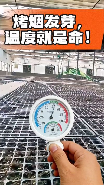 老烟农都懂：发芽温度不对，后期再管都白费！