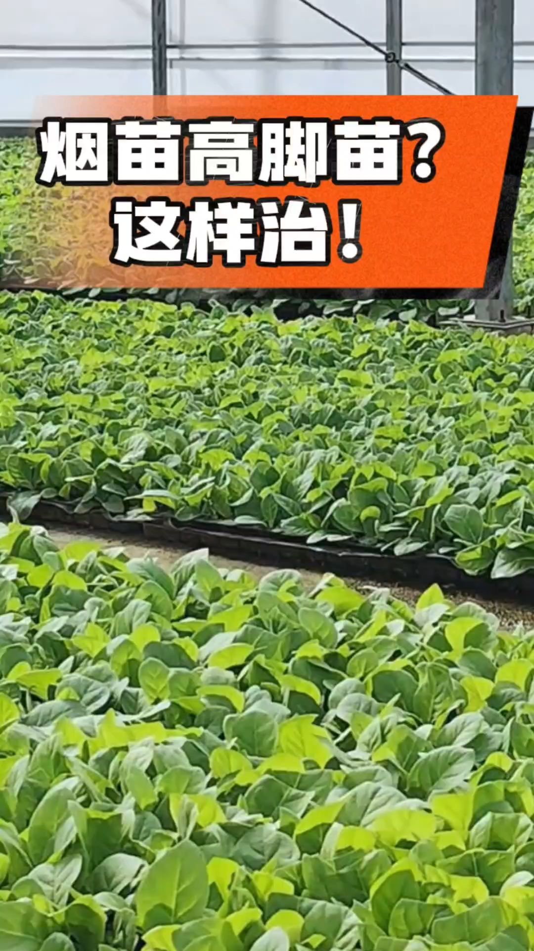 烤烟齐苗期管理关键：精准控温，防高脚苗，培育壮苗好上手！