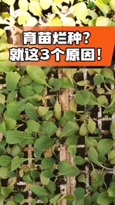 烤烟育苗烂种？3个原因讲清楚！消毒、控水、控温，做到就苗齐苗壮🔥
#烤烟育苗 #烤烟种植 #烂种防治 #烟农