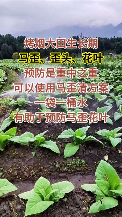 烤烟大田生长期，马歪歪头花叶预防是重中之重，可以使用马歪清方案，一袋一桶水，有助于预防马歪花叶。
烤烟管理早做一步，后期少操心！#烤烟种植#烤烟管理#烤烟大田管理#烤烟病害防治